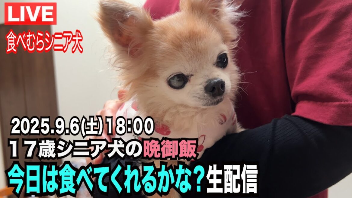【食べムラシニア犬17さいの晩御飯を生配信】