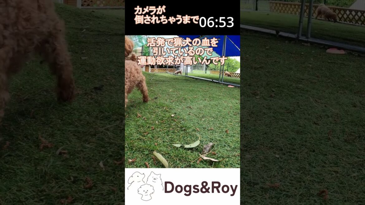 【ドックラン】元気すぎるトイプードル #パピー #サモエド #ゴールデンレトリバー #赤ちゃん #ブリーダー #子犬 #京都 #美山 #南丹市 【ドックラン】元気すぎるトイプードル #パピー #サモエド #ゴールデンレトリバー #赤ちゃん #ブリーダー #子犬 #京都 #美山 #南丹市