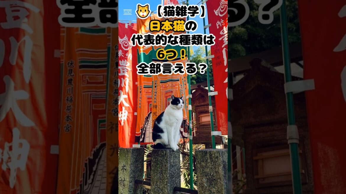 🐱【猫雑学】日本猫の代表的な種類は6つ！全部言える？ #shorts #雑学 #豆知識 #ねこ #猫のいる暮らし #cat #四国めたん