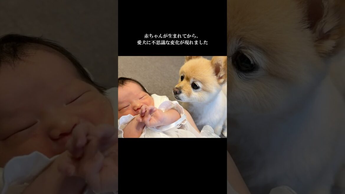 ママのお腹に赤ちゃんがいると気付いた愛犬が、まさかの行動に… #shorts