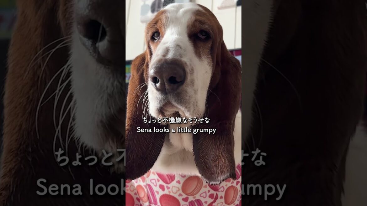 【バセットハウンド】マカロン柄が似合いすぎるせな🐶　　[Basset Hound] Sena’s Macaron Fashion Show 🐾