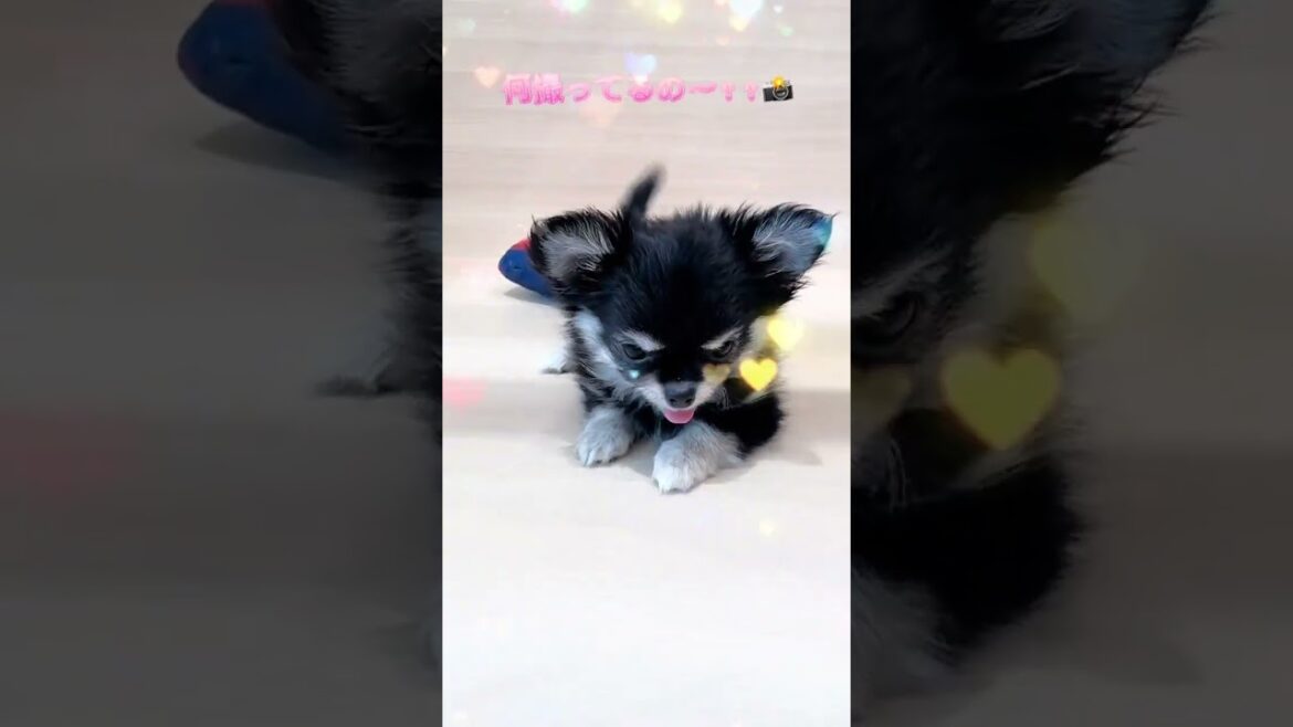 とっても可愛いロングコート・チワワの女の子🐶