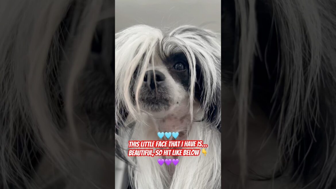 That FACE Tho!! 😍💕 Ivy the Chinese Crested Will Melt Your Heart with her sass 🐶✨