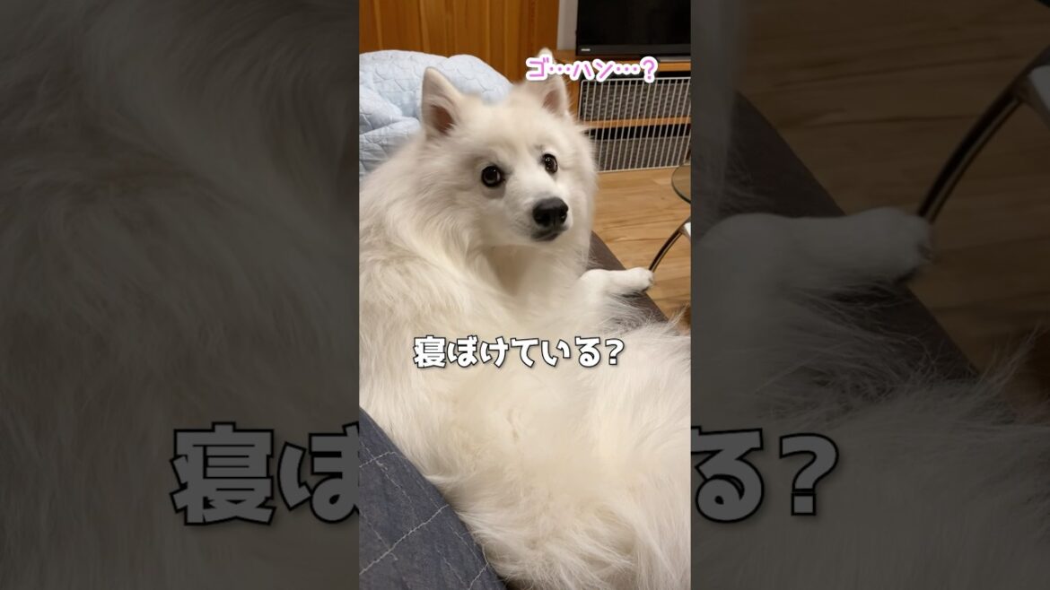 ごはんを急かしてる途中で眠くなっちゃった犬　#日本スピッツ #中型犬 #shorts
