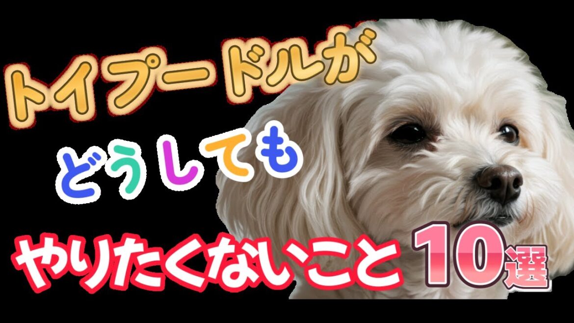 トイプードルがどうしてもやりたくないこと10選