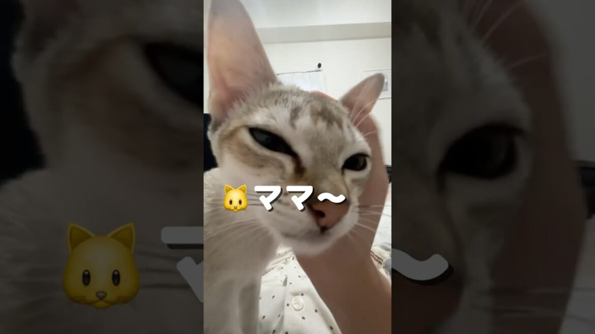 【生後半年】まだまだママに甘々なシンガプーラの子猫#shorts #子ネコ #好きな子猫