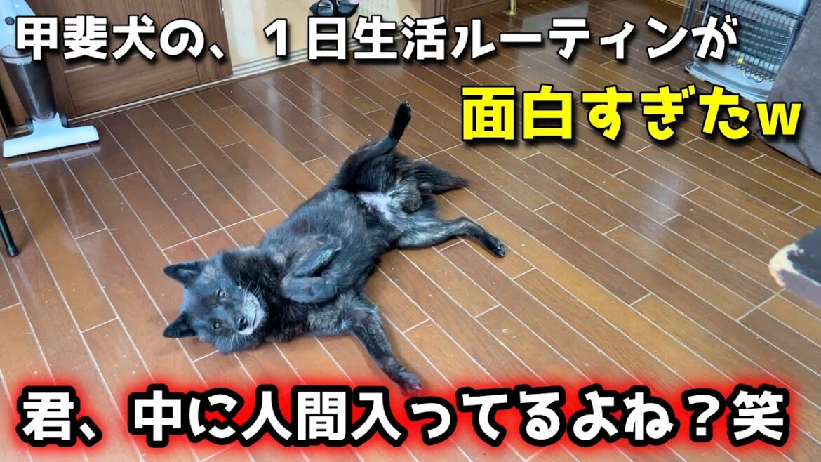 人間みたいな甲斐犬の、平日1日ルーティン【甲斐犬一休】