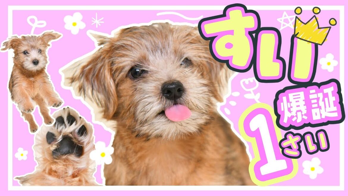 【#すい爆誕】すいちゃん、1歳の誕生日おめでとう!!【ノーフォークテリア】 【#すい爆誕】すいちゃん、1歳の誕生日おめでとう!!【ノーフォークテリア】