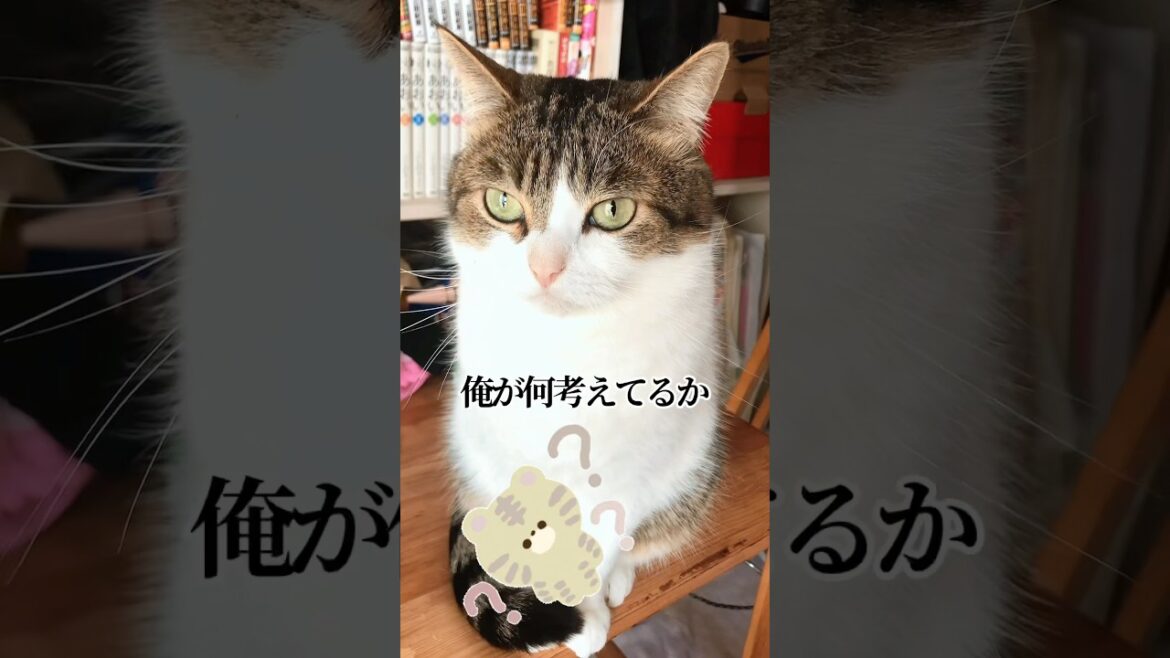 自民党の総裁選が気になる猫😹😂🗳️ #ねこ動画 #猫のいる暮らし #ねこ部 #猫好きさんと繋がりたい #総裁選 #ねこ #shorts