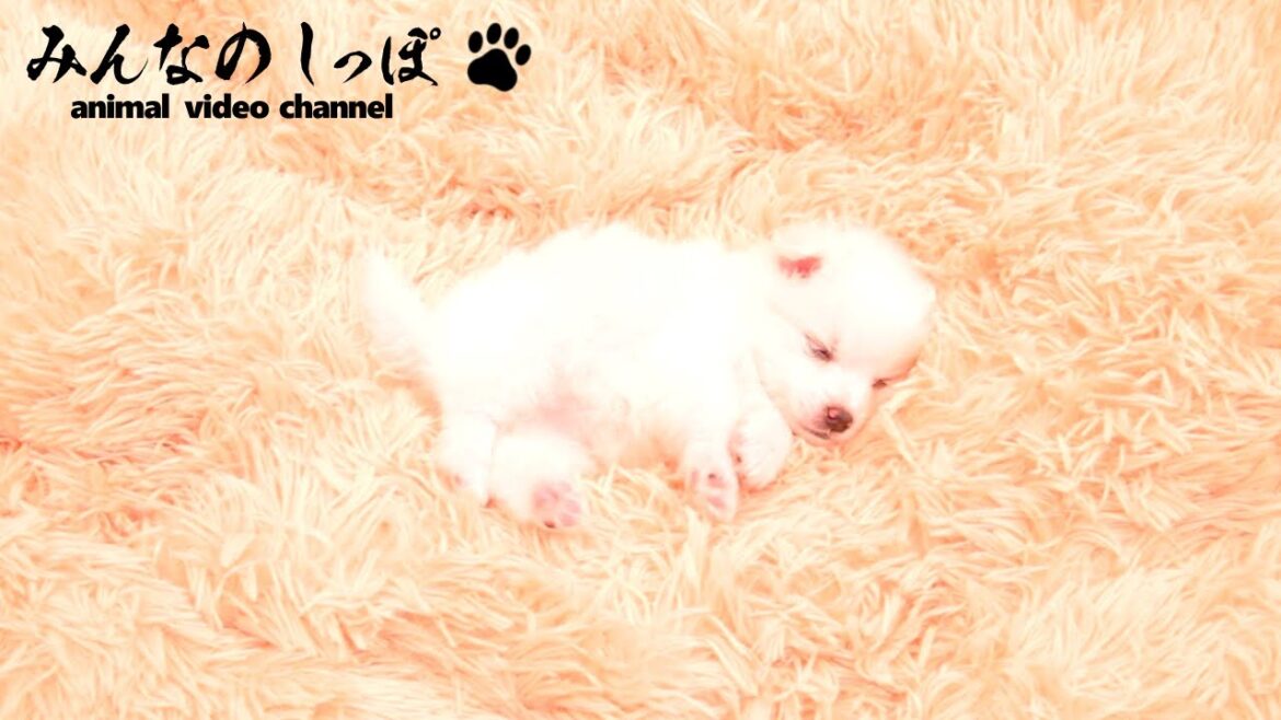 みんなのしっぽ【 日本スピッツ / Yuki / R7072421 】