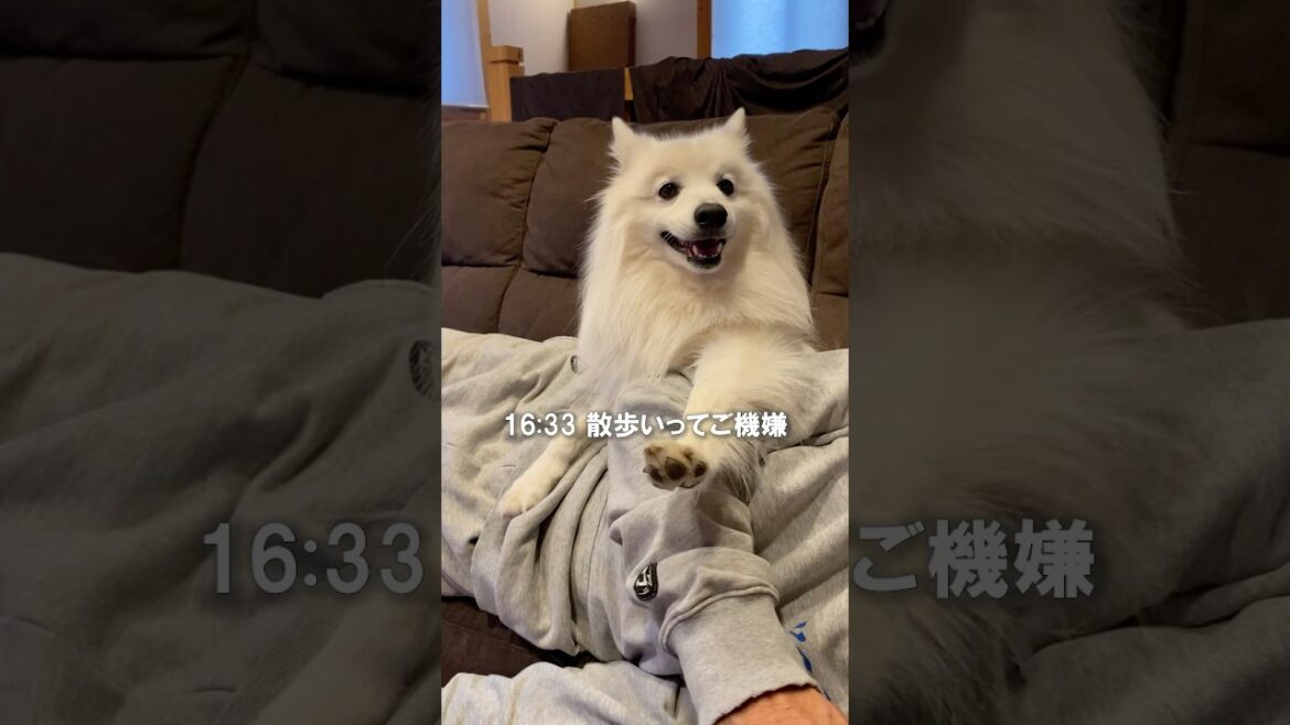 【犬になりたい】平和すぎる日本スピッツの日曜日　#中型犬 #shorts #癒し
