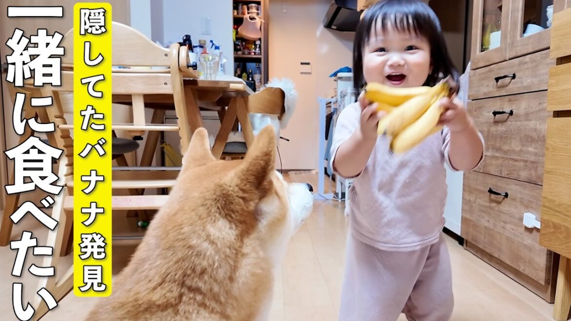 隠されていたバナナを発見してテンション爆上がりする2歳児と柴犬が可愛過ぎましたw