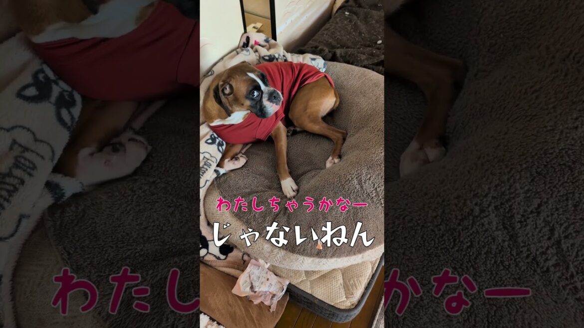 昔の人アゲインvol1 #ボクサー犬 #コントチャンネル #大型犬のいる生活 #犬のいる生活 #ペット #いぬ #面白集 #おもしろ