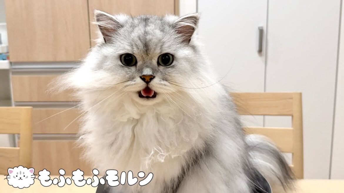 もふもふ猫が最近ハマっていること 【サイベリアン】