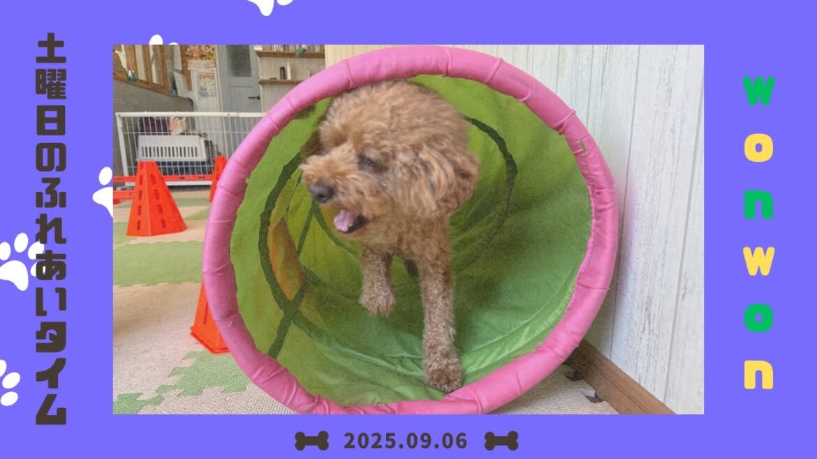 【犬の幼稚園】わんわんようちえん　土曜日のふれあいタイム