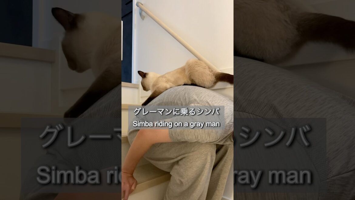 猫あるある Things cats do #shorts #ショート