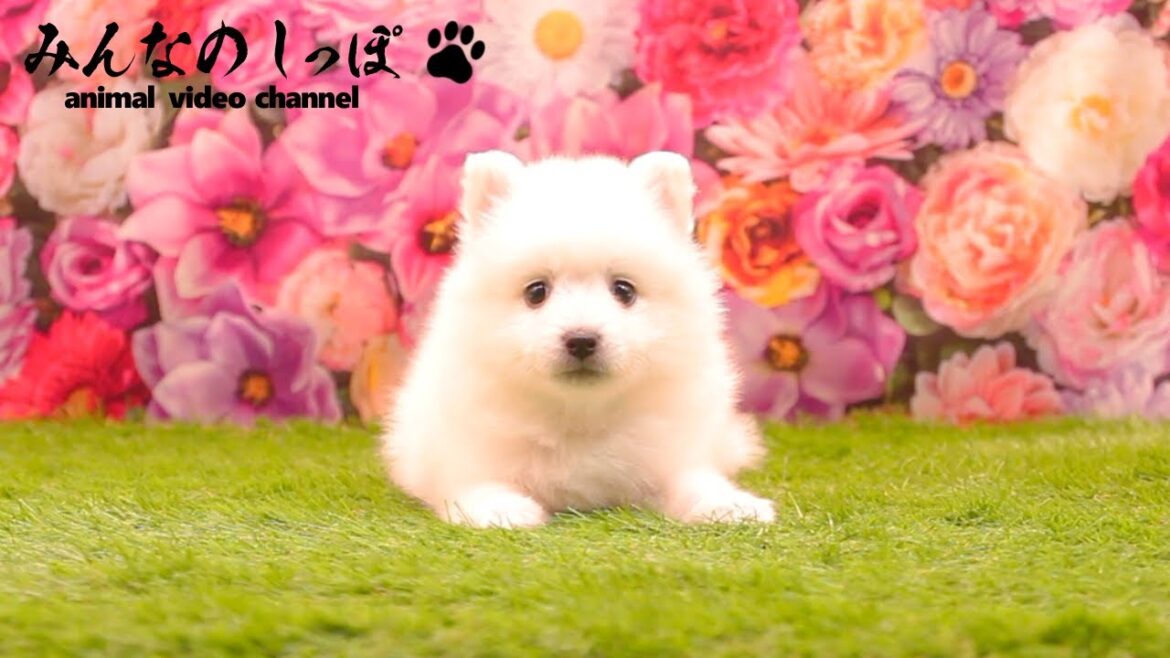 みんなのしっぽ【 日本スピッツ / Pal / R7071602-2 】