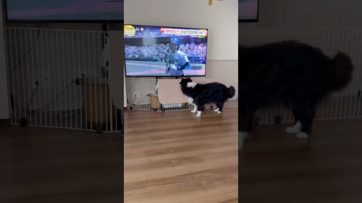 スポーツのテレビが大好きな我が家のボーダーコリーが可愛いかった☺️#癒し #しろくろコリー #愛犬 #可愛い #ボーダーコリーのいる生活 #犬のいる生活 #犬
