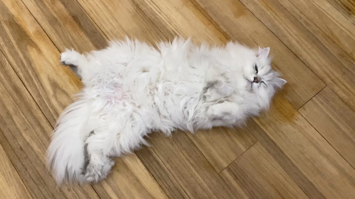 ついに体重5kgの大台に突入したペルシャ猫