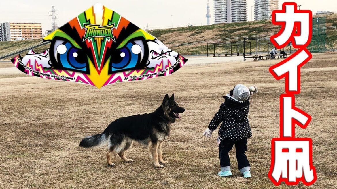 カイト凧で遊ぼう ジャーマンシェパード犬と孫娘German Shepherd Dog