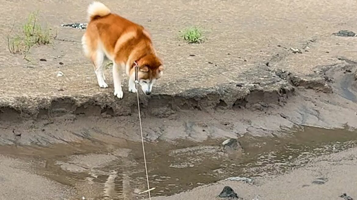 ジャンプすると見せかけて濡れる覚悟を決めているだけの柴犬