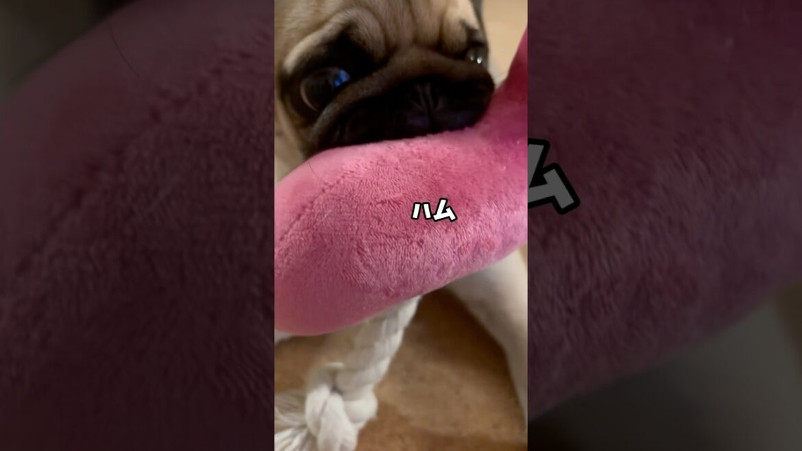 やきもち焼き女子 #パグ #pug #多頭飼い #short #shortvideo