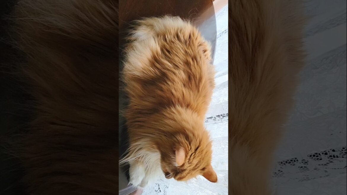 暇な猫とパパは今日も同じ会話…