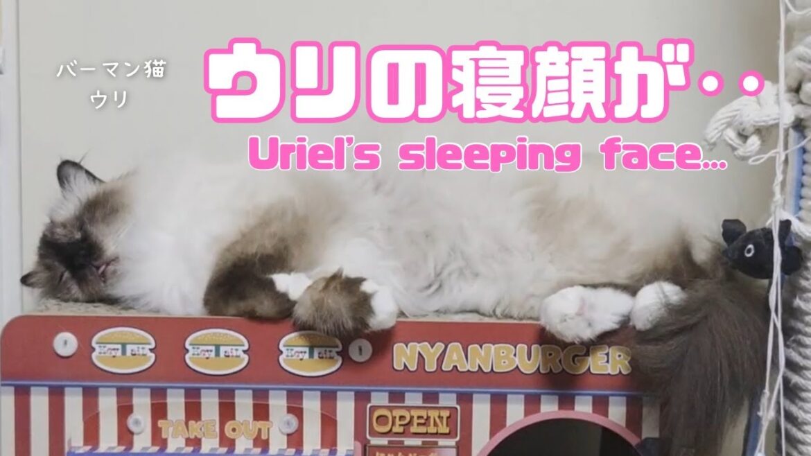 バーマン猫ウリ【ウリの寝顔が‥】Uriel's sleeping face...（バーマン猫）Birman/Cat