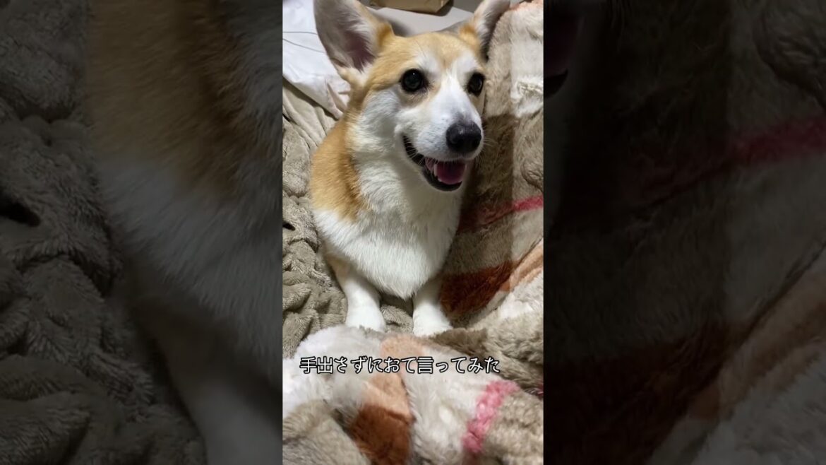ちょっと文句言ってる😂 #dog #くきたん #コーギー