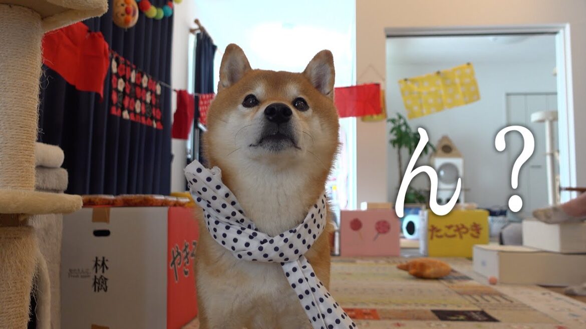 柴犬が主役のお祭りが一転!猫が消えて大慌てに。。 柴犬が主役のお祭りが一転!猫が消えて大慌てに。。