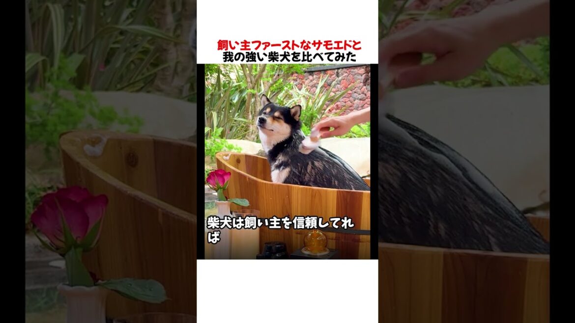 飼い主ファーストなサモエドと我の強い柴犬を比べた結果wwwww