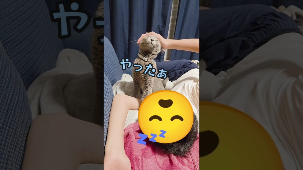 🐈‍⬛なでなで大好き猫 じらされたあとは最高！！