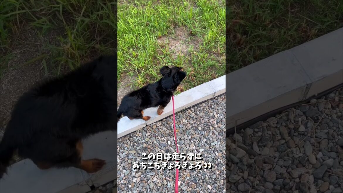 お気に入りの「平均台ごっこ」の最中に 何かを見つけた 末っ子犬の こたちゃん🐶 #shorts