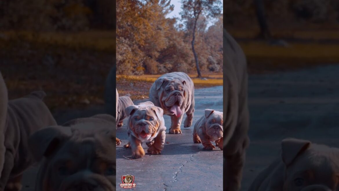 I am the king 👑 of all dog in the world 🌎🌍 #bulldog #pet #animal #dog #viral #pitbull #canecarso