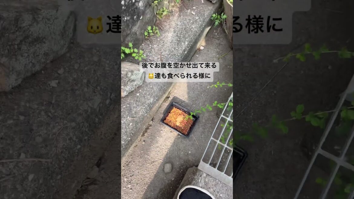 8/14猫オバサン女中と猫達③炭治郎、パトラ、ウスシマ君、翼#shorts #柴犬 #賢殿 #虹の橋 #猫 #野良猫