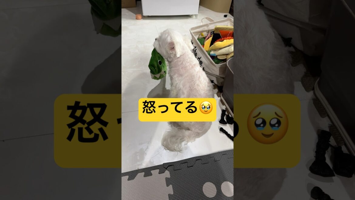 愛犬が完全に拗ねてしまいました🤣🤣🤣#shorts #可愛い犬 #マルチーズ