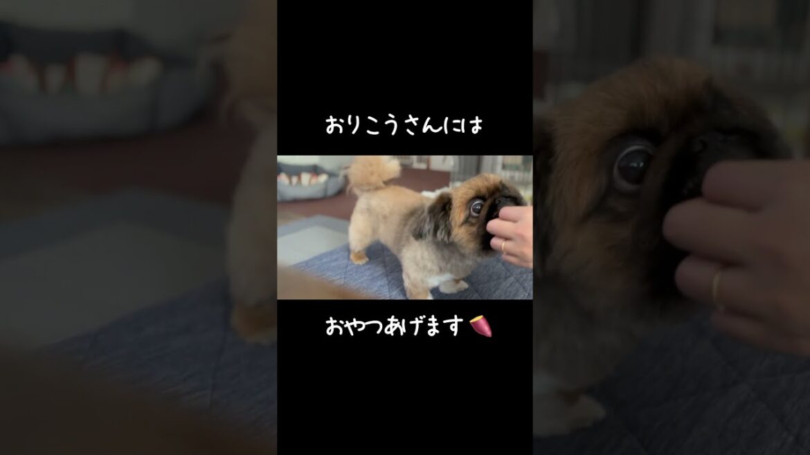 ぱん、ぱふ  #shorts #ペキニーズ #pekingese #モフ犬