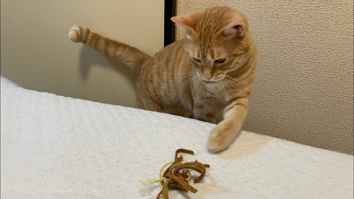 目指せボクサー🤜連続猫パンチを繰り出す保護猫ササミ