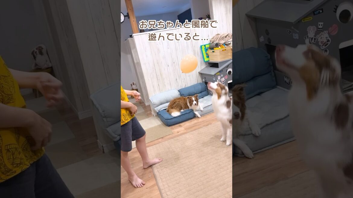 弟犬が危険だと思い注意するお姉ちゃん犬が賢くて凄い😳‼️【ボーダーコリー・オーストラリアンシェパード】