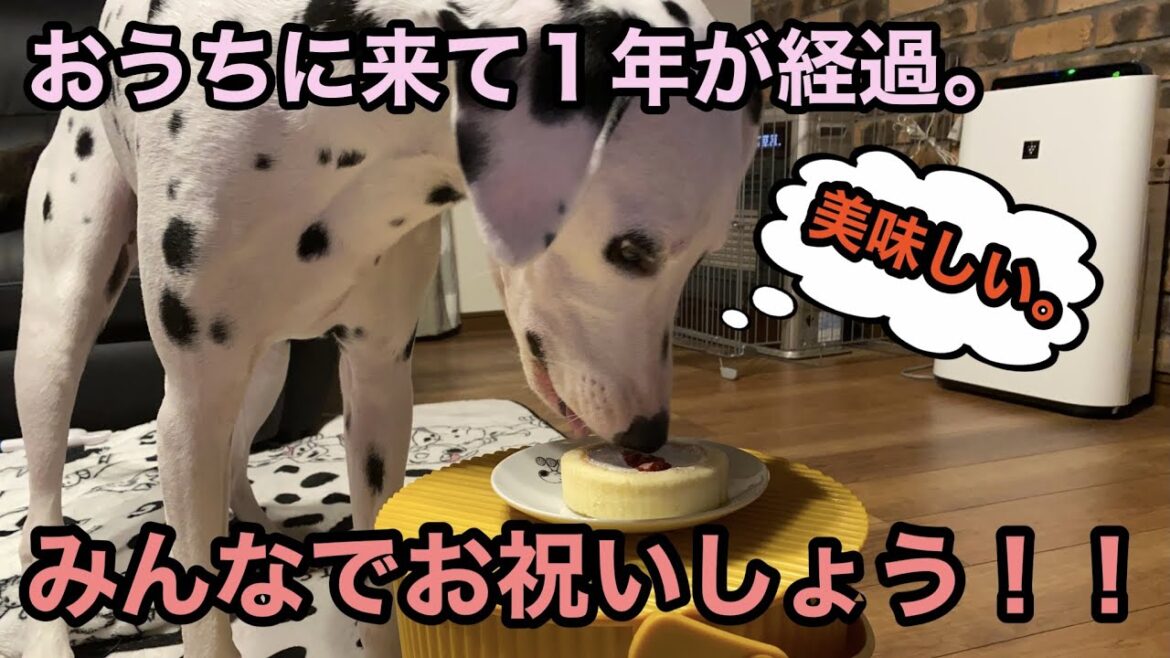 【記念】大型犬ダルメシアンがお家に来て１年がたったので家族でお祝いしました。#大型犬#お家記念#犬