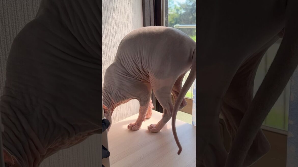 スフィンクス猫の休日#shorts #cat #猫 #sphynx #猫のいる暮らし #funny #pets #cute