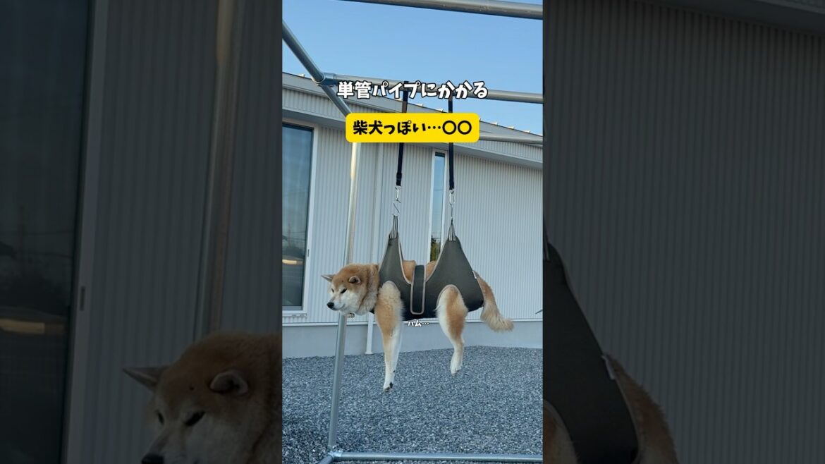 【無抵抗の柴犬】とにかく無重力が好きすぎて落ち着きを放つ柴犬がヤバすぎる#柴犬#おもしろ #爪切り#shorts #youtubeshorts