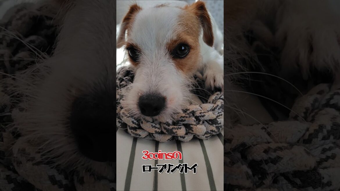 【3coins】ロープリングトイとジャックラッセルテリア　#shorts