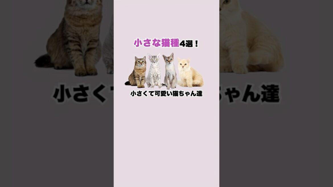 小型な猫種 4選！  #shorts #猫 #雑学 #cat