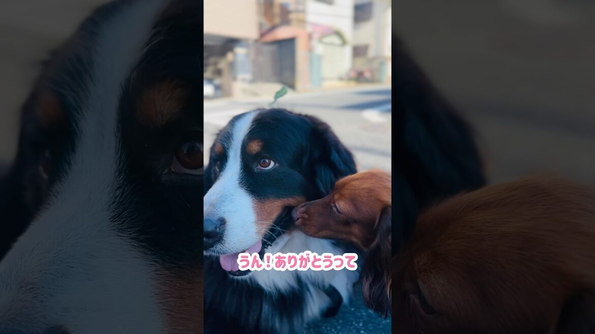 【街のお友達】カニンヘンダックスフンドくんとバーニーズ🐾