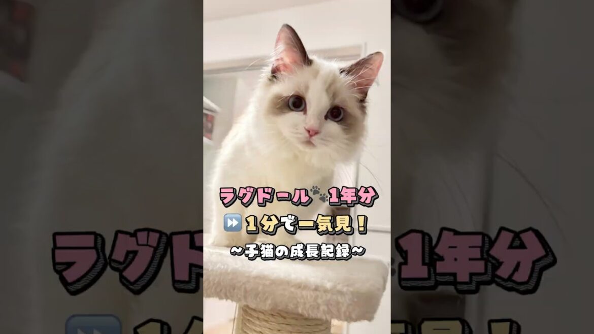【ラグドール子猫の成長記録】1年分を1分で一気見！〈本編は概要欄から〉