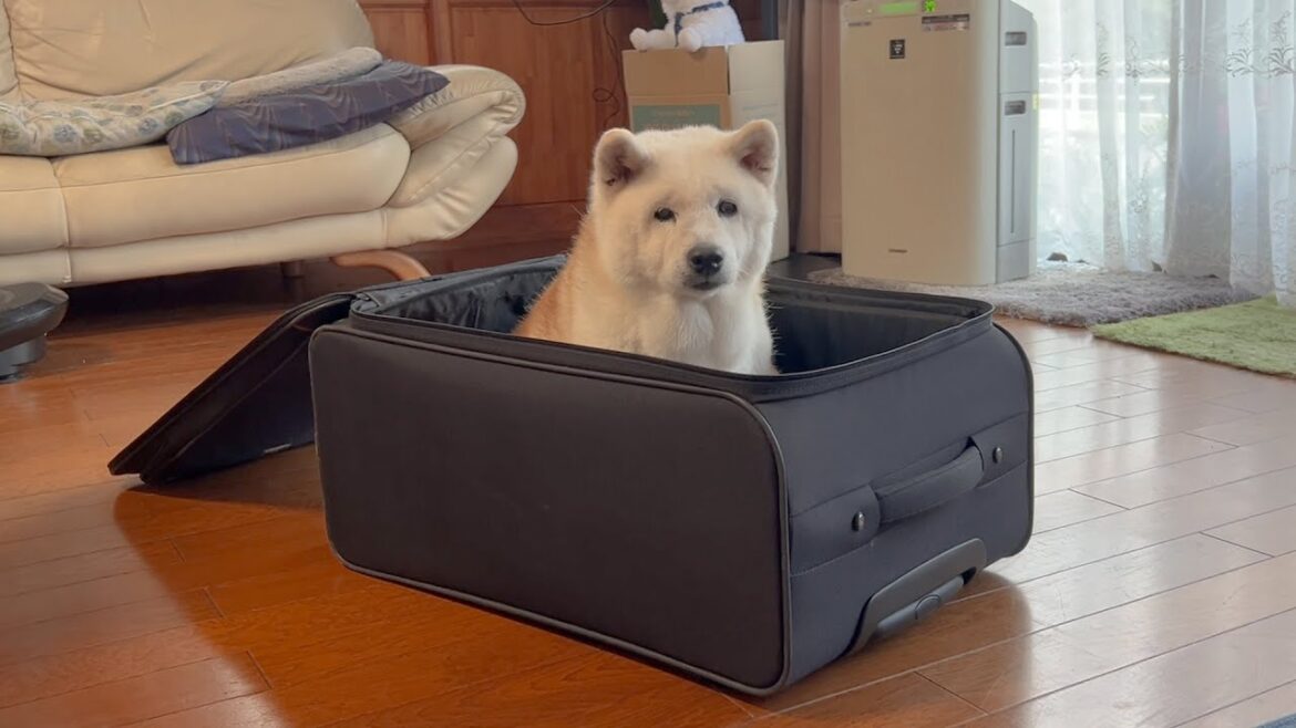 出産前、最後の金沢旅行について行こうとする柴犬＆初めて実家にお泊りするサモエド