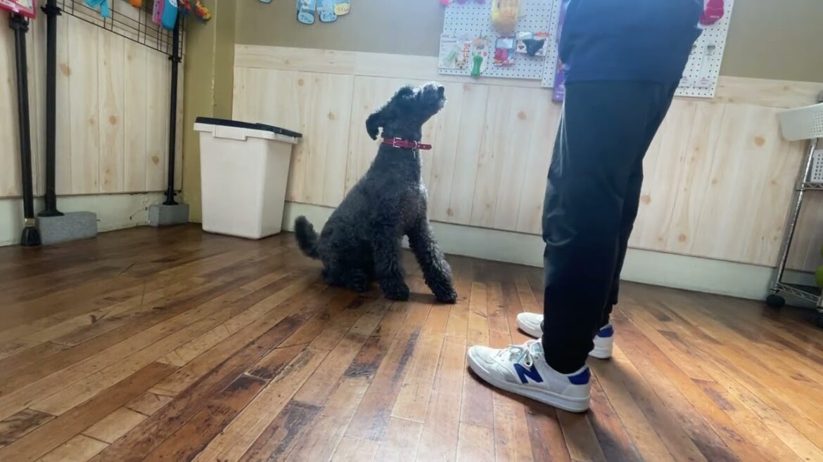 ケリーブルーテリアの”マーフィーくん”と”ツイスト”と”スピン”のステップアップに挑戦！