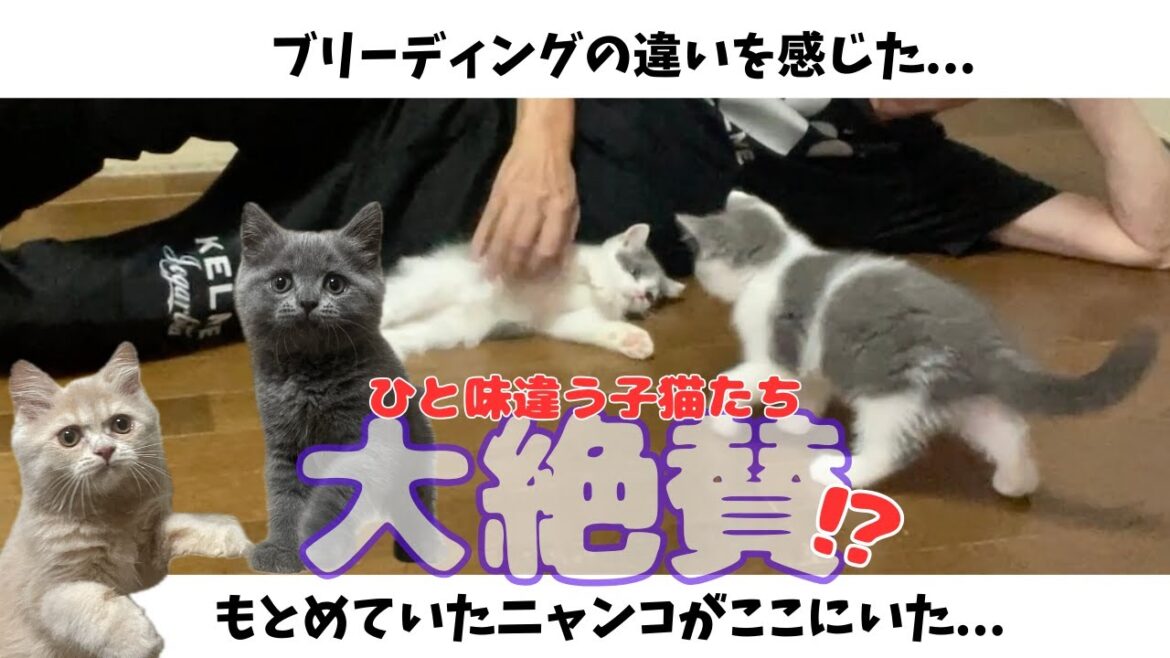 【キャットライフのお手伝い】穏やかな猫、楽しめる猫、癒される猫つくりを目指しています
