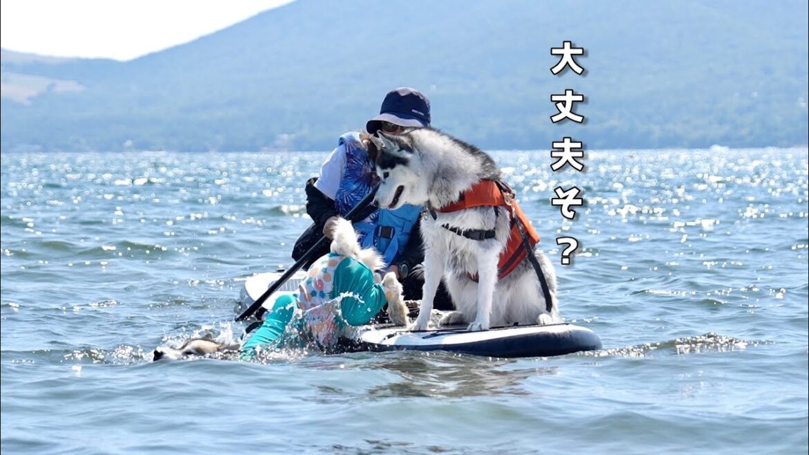 【大変】初めてのSUP体験でハスキー犬が落っこちたwww 【シベリアンハスキー】 【大変】初めてのSUP体験でハスキー犬が落っこちたwww 【シベリアンハスキー】